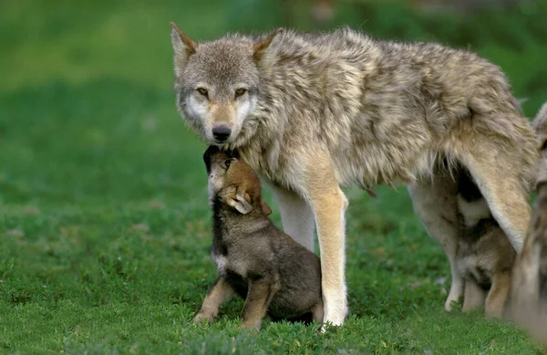 Loup D 'Europe köpek lupus — Stok fotoğraf