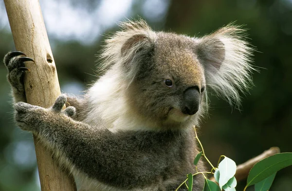 Koala phascolarctos cinereus — Stok fotoğraf