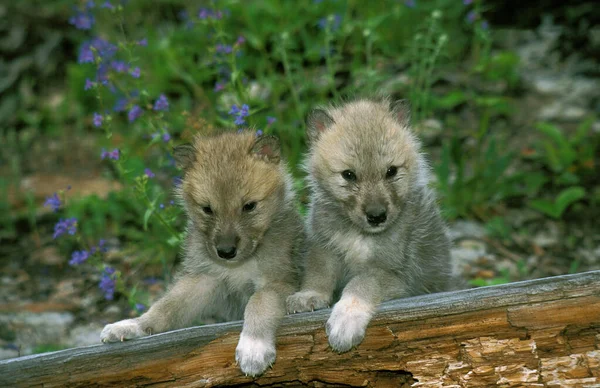 Loup Blanc De La Toundra canis lupus tundrarum — Fotografia de Stock