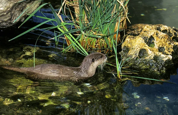 LOUTRE CENDREE aonyx cinerea — Stock Photo, Image