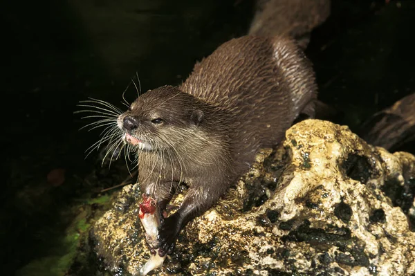 Loutre Cendree aonyx cinerea — 图库照片