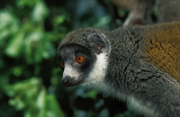 Lemur Mongoz lemur mongoz — Foto de Stock