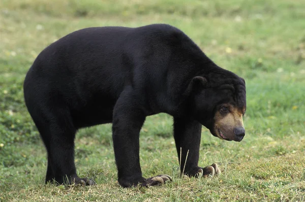 Bizimki Malais helarctos malayanus — Stok fotoğraf