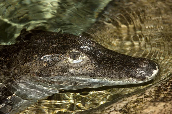 Caiman A Lunettes kajmán krokodilus — Stock Fotó