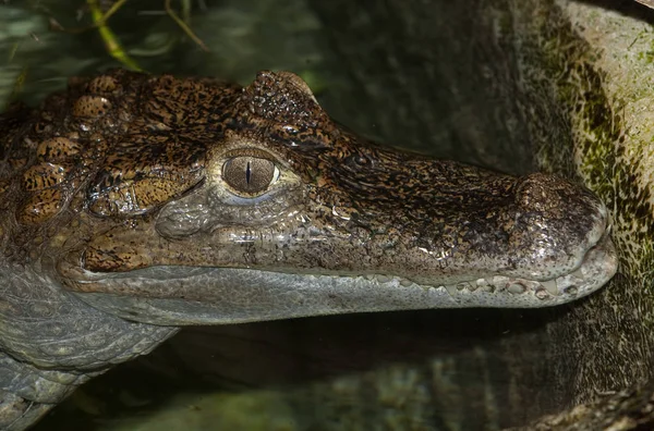 Caiman A Lunettes kajmán krokodilus — Stock Fotó