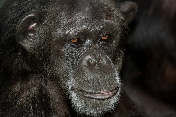 CHIMPANZE pan trogloditi — Foto Stock