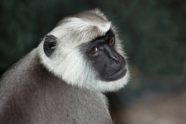 Entelle semnopithecus entellus — Fotografia de Stock