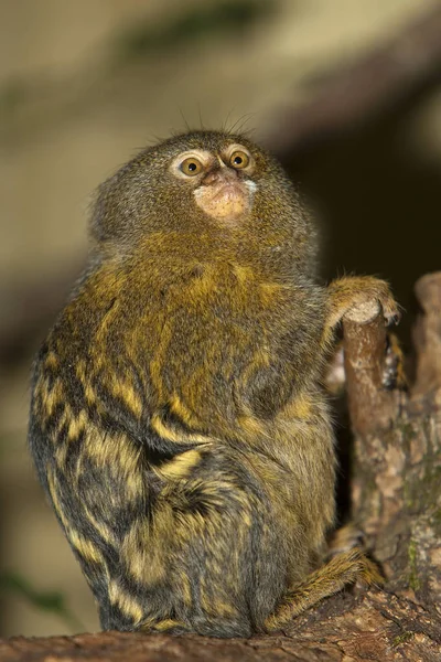Ouistiti Pygmee callithrix pigmaea — Zdjęcie stockowe