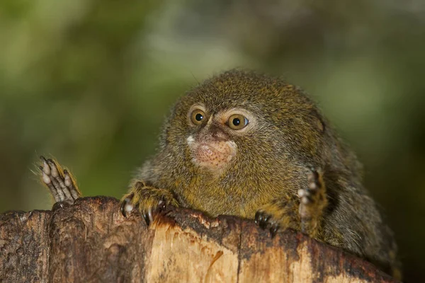 Ouistiti Pygmee callithrix pygmaea — Stock fotografie