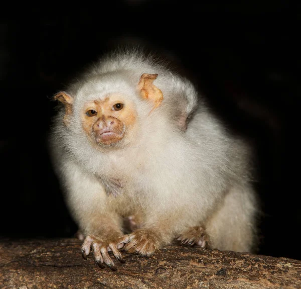 Ouistiti Argente mico argentatus — Zdjęcie stockowe