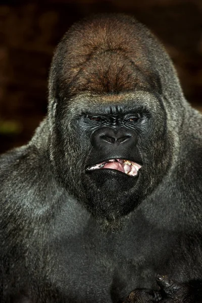 Gorille De Plaine gorilla gorilla graueri — Stock Fotó
