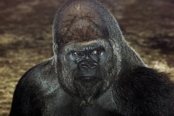 Gorille De Plaine gorilla graueri — Foto de Stock