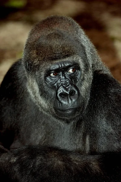 GORILLE DE PLAINE gorilla gorilla graueri — Stock Photo, Image