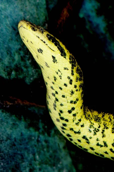 Anaconda Jaune eunectes notaeus — Foto de Stock