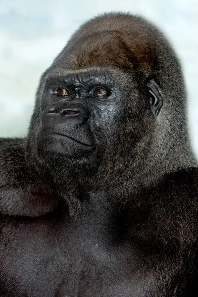 Gorille De Plaine gorilla gorilla graueri — 图库照片
