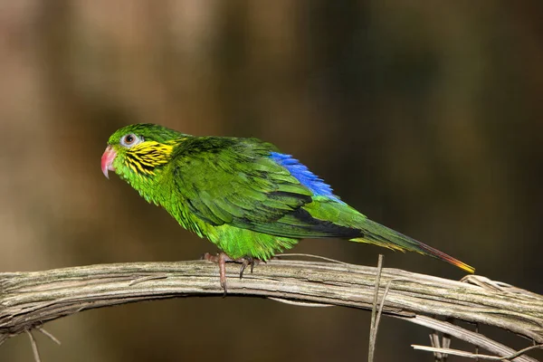 LORIQUET JOLI charmosyna plasentis — Stok Foto