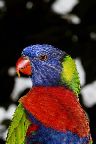 LORIQUET DE SWAINSON trichoglossus haematodus moluccanus — Stock Photo, Image