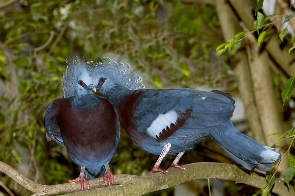 Goura Victoria goura victoria — Stockfoto