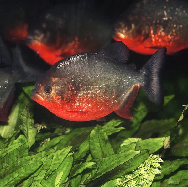 Piranha Rouge pygocentrus nattereri —  Fotos de Stock