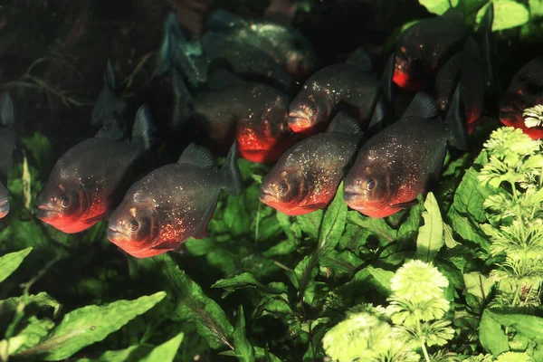 PIRANHA ROUGE pygocentrus nattereri — Stock Photo, Image