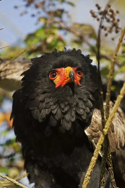 Aigle Bateleur terathopius ecaudatus — Stockfoto