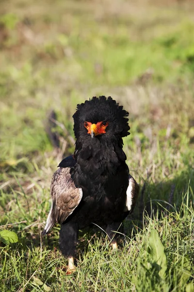 Aigle Bateleur terathopius ecaudatus — Stockfoto