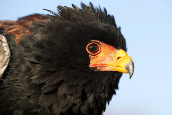 BANHEIRO AIGLE terathopius ecaudatus — Fotografia de Stock