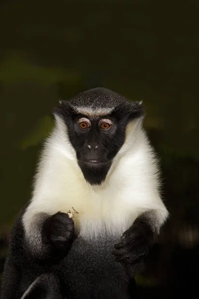 Cercopitheek Diane cercopithecus diana — Stockfoto