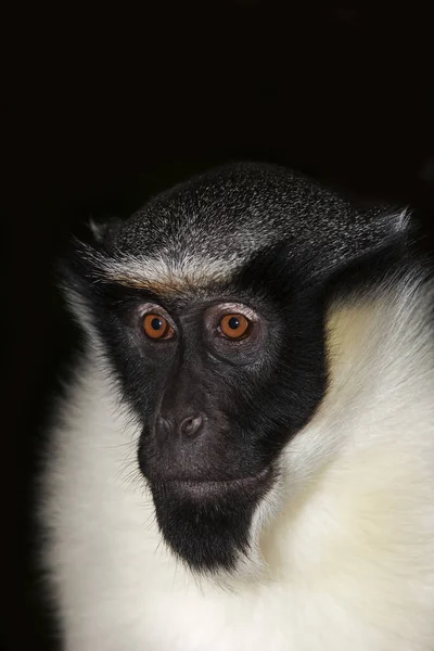 Cercopitheek Diane cercopithecus diana — Stockfoto