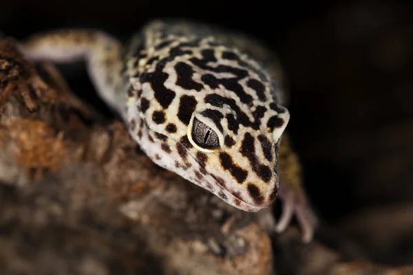 Gecko Leopard eublepharis macularius — Foto de Stock