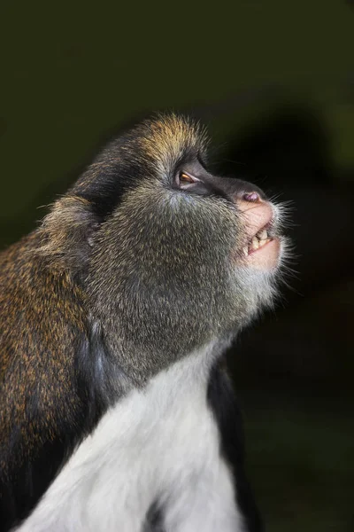 Cercopitheque De Campbell cercopithecus cambelli — Φωτογραφία Αρχείου