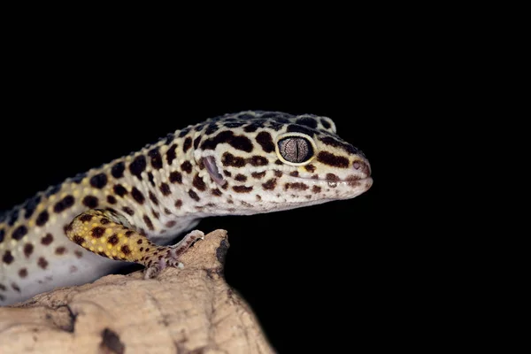 Gecko Leopard eublepharis macularius — Fotografia de Stock