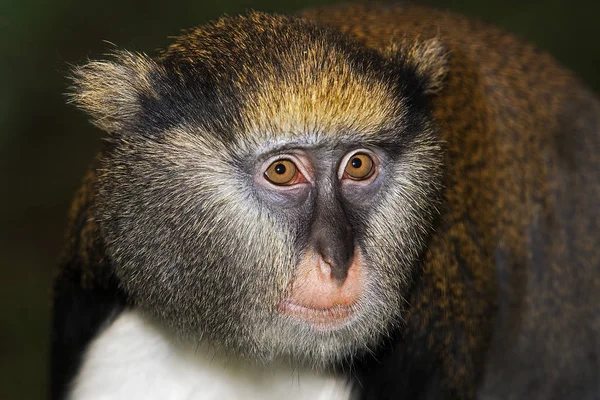 Ceremonia De Campbell cercopithecus campbelli campbelli — Foto de Stock