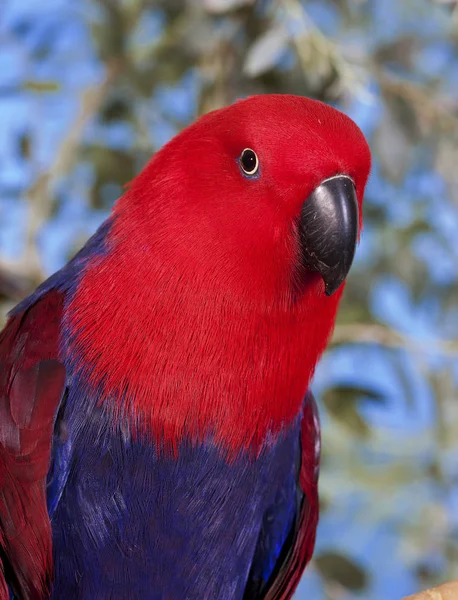 ECLECTUS eclectus roratus — Stock Photo, Image