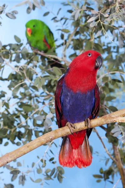 Beauval 2. — Stock Fotó