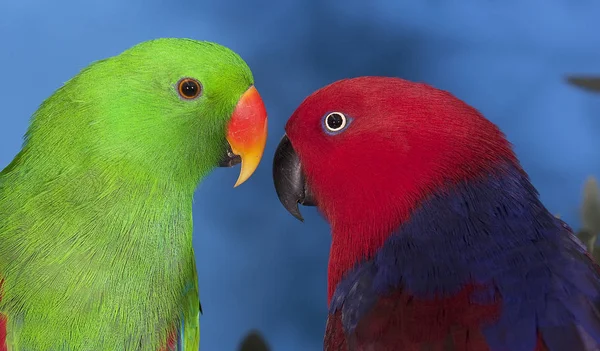 ECLECTUS eclectus roratus — Stock Photo, Image