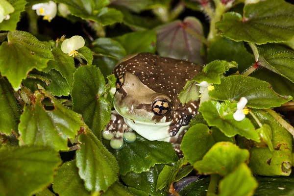 Rainette De Guyane phrynohyas resinifictrix — Stockfoto