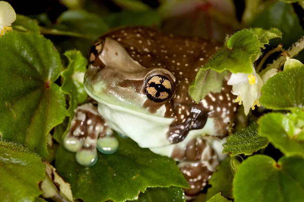 Rainette De Guyane phrynohyas resinifictrix — стокове фото