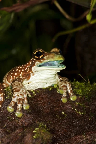 Regenette De Guyane phrynohyas resinifictrix — Stockfoto