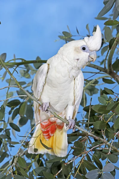 Cacates Des Philippines cacatua haematuropygia —  Fotos de Stock