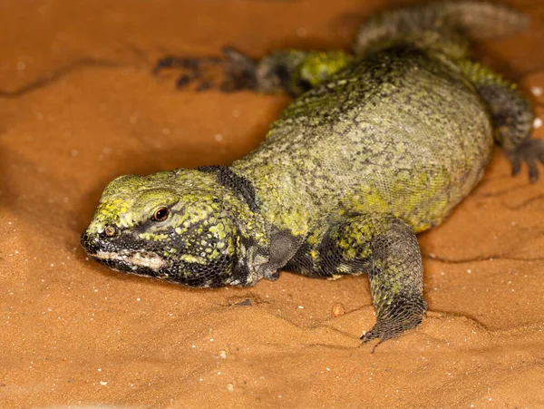 QUEUE DES FOUETTES uromastyx acanthinurus — Photo