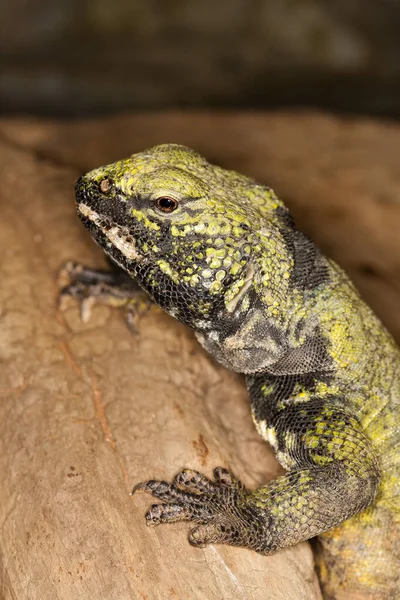 Fouette Queue uromastyx acanthinurus — Stock Fotó