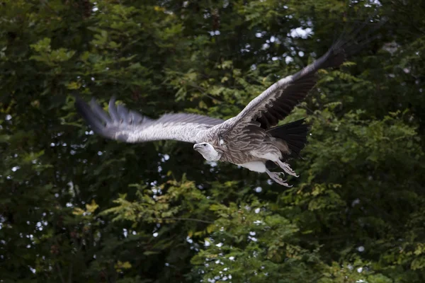 Condor Des Andes vultur gryphus — Φωτογραφία Αρχείου