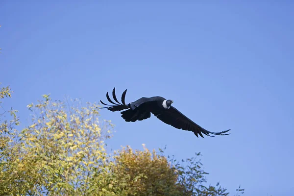 Condor Des Andes vultur gryphus — Φωτογραφία Αρχείου