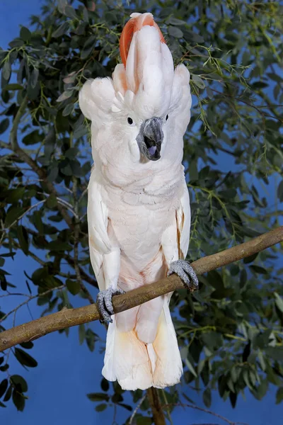 刺槐A Huppe Rouge cacatua moluccensis — 图库照片