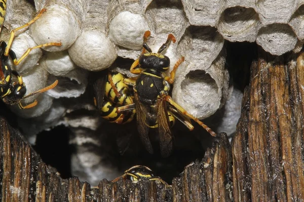 Guepe Commune vespula vulgaris — стокове фото