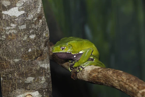 Grenouille Phyllomedusa çift renkli — Stok fotoğraf