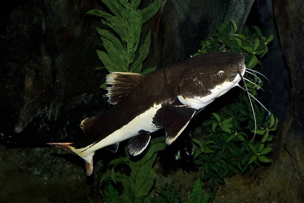 Poisson Sohbeti Kırmızı Kuyruk phractocephalus hemioliopterus — Stok fotoğraf