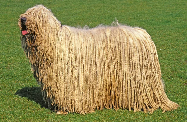 Berger Hongrois Komondor — Foto Stock