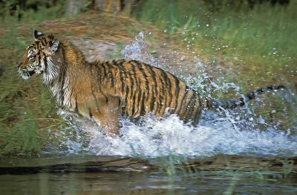 Тигр De Sicie panthera tigris altaica — стокове фото